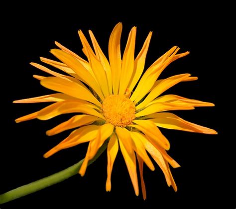 Premium Photo Beautiful Calendula Flower Isolated