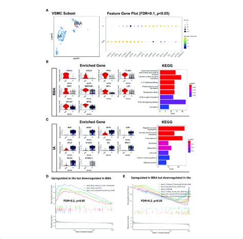 Distinct Distribution Of Vascular Smooth Muscle Cells Vsmcs In