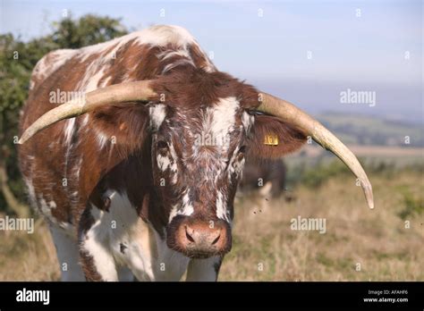 The Ancient Breed Of English Long Horn Cattle Being Used For Habitat