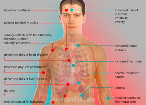 caffeine benefits and side effects of overuse – Tea Guardian