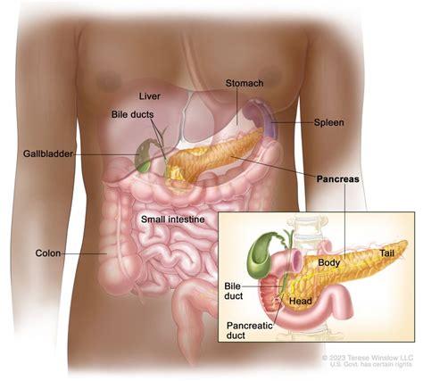 Pancreatic Cancer Treatment Pdq® Nci