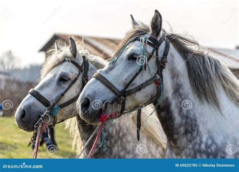 Two White Horses Stock Image Image Of Horse Appaloosa 69825785