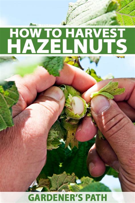 How To Harvest Hazelnuts Gardeners Path