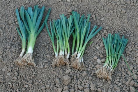 Semer Des Poireaux Dhiver Et Les Repiquer Mon Bio Jardin