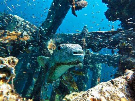 Funny and Cute Puffer Fish Smiling Stock Image - Image of teeth, marine: 212900913