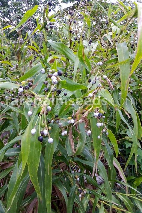 Coix lacryma-jobi – Job's Tears – Buy seeds at rarepalmseeds.com