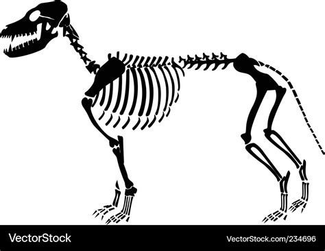 Dog skeleton Royalty Free Vector Image - VectorStock