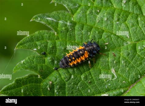 Macro Photo of Ladybug Larvae on Green Leaf Isolated on Backgrou Stock ...