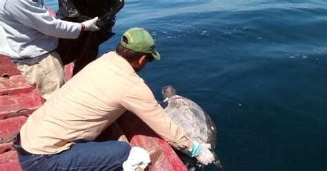 Hundreds Of Sea Turtles Found Dead Off El Salvador And No One Knows Why