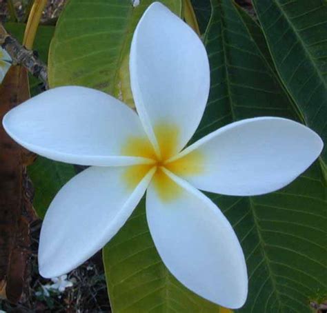 Jasmine flowers species | Jasmine flowers some unique features ...