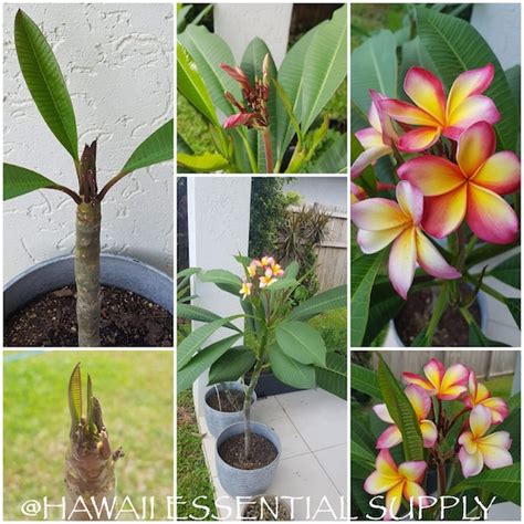 How To Start Plumeria Cuttings Amountaffect17