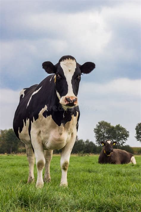 Dutch Black And White Holstein Cow In Groningen Stock Photo Image Of