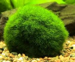 Plante Aquatique La Cladophora Ou Boule Anti Nitrates