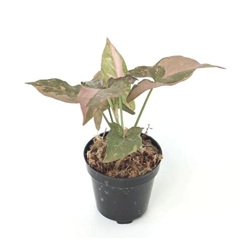 Syngonium Pink Splash Plants Herbs And Spices Shop