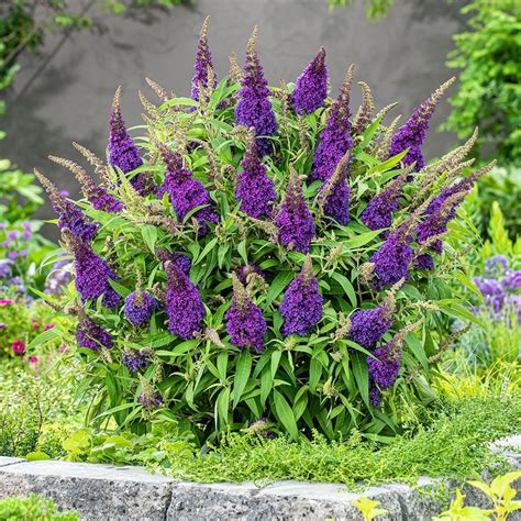 Buy Butterfly Bush Syn Buddleia Buddleja Little Purple ’botex 001’ Pbr Butterfly Candy