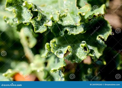 Loose Leaf Lettuce, Close Up in the Garden Stock Image - Image of ...