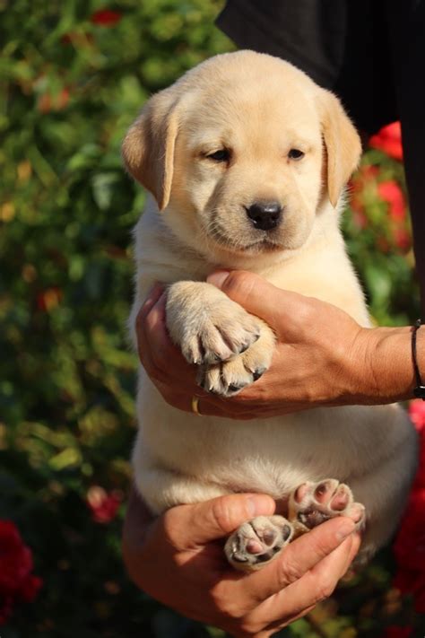 Chiot Labrador Retriever FEMELLE DISPONIBLE Des Vallées De Galway