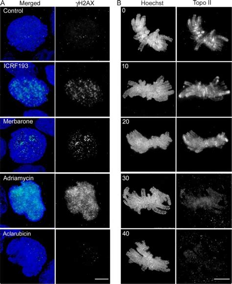 Aclarubicin Does Not Induce DSBs And Depletes Chromosomes Of Topo II