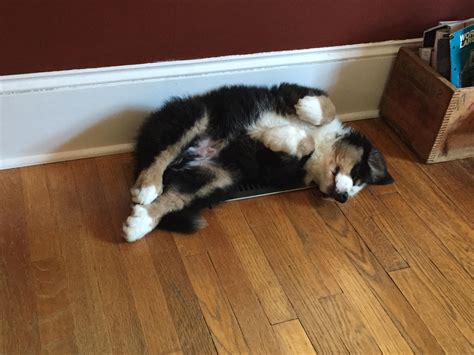 Why am I sweating? : r/bernesemountaindogs
