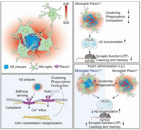 Neuron Piezo A