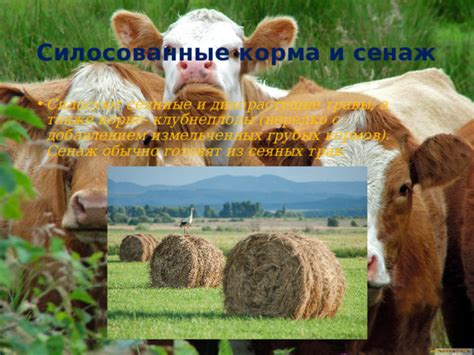 Презентация на тему: основные корма в сельском хозяйстве