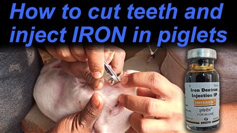 दांतों को कैसे काटें How To Cut Teeth And Inject Iron In Piglets Pig