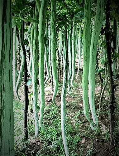 Golden Hills Farm Hybrid Snake Gourd Serpent Gourd Chichinda