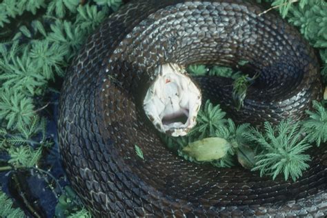 Cottonmouth Snake Facts|Facts about the Agkistrodon Piscivorus | hubpages