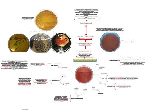 Agar Salmonella Shigella Cristhian Gabriel Tapia Guevara Udocz