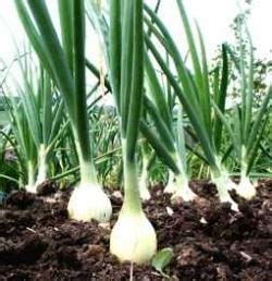 Onion | Садовые маркеры, Маленькие огороды, Идеи посадки растений
