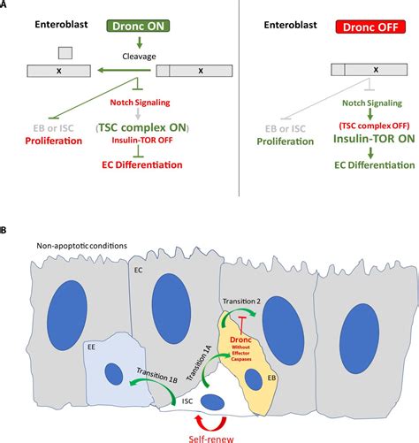 Non Apoptotic Caspase Dependent Regulation Of Enteroblast Quiescence In