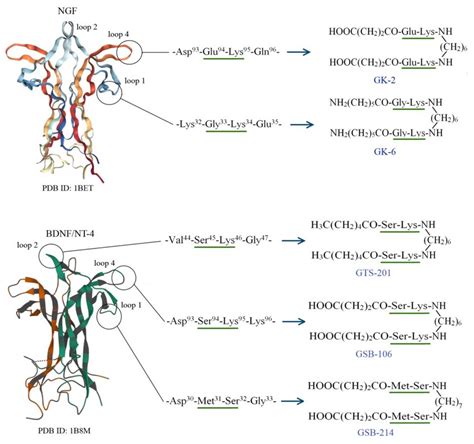 Design And Modeling Of The Brain Derived Neurotrophic Factor Bdnf And