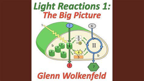 Light Reactions 1 The Big Picture Youtube