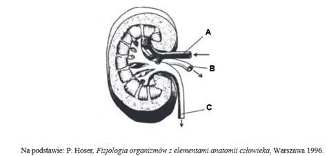 Na Schemacie Przedstawiono Budow Nerki Cz Owieka Strza Kami Oznaczono