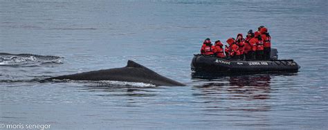 Whales, Wilhelmina Bay Photograph by Moris Senegor - Fine Art America