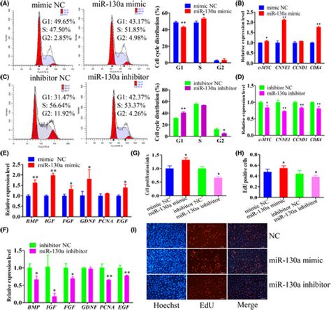 Mir A Promotes Immature Porcine Sertoli Cell Growth By Activating