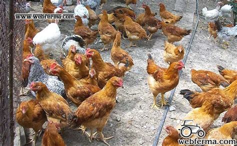 Венгерский великан: порода кур с удивительными характеристиками