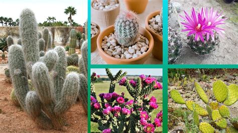 15 Géneros de cactus más Resistentes al Frío YouTube