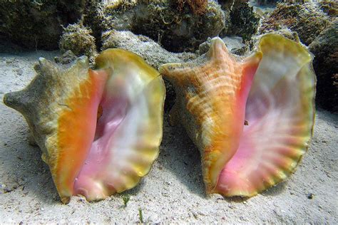 Live Queen Conch Xcalak Yucatan Mexico Large Sea Shells Sea