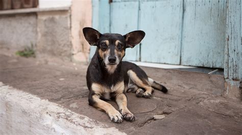 Adopting Stray Animals Essay Telegraph