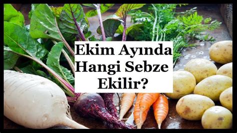 Ekim Ay Nda Hangi Sebzeler Ekilir Sebzeler Ekim Do Al Sa L K