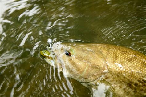 The Largest Smallmouth Bass Ever Caught In Tennessee