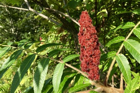 Wild Edible Staghorn Sumac Seashore To Forest Floor