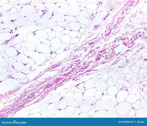 Hypodermis Histology