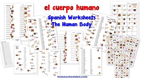 Las Partes Del Cuerpo Worksheet Answer Key Free