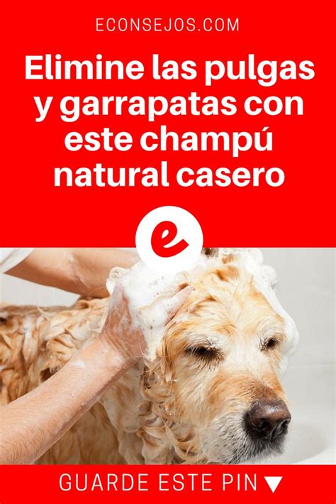 Elimine las pulgas y garrapatas con este champú natural casero Pulgas