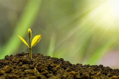 Sol Y Fotos Ntesis Crecen Las Plantas Los D As Nublados Clima