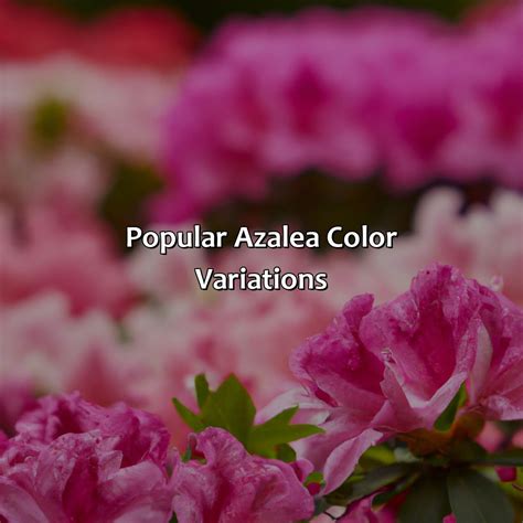 What Color Is Azalea - colorscombo.com