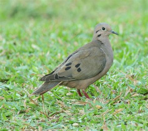 Eared dove - Alchetron, The Free Social Encyclopedia