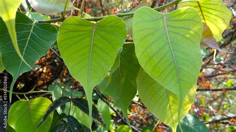 Stockvideon A Close Up Shot Of A Sacred Fig Ficus Religiosa Leaf It